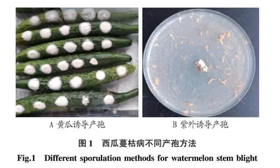 西瓜蔓枯病（Stagonosporopsiscucurbitacearum）产孢及接种方法比较