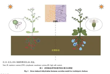 植物脱水素响应逆境胁迫调控机制研究进展
