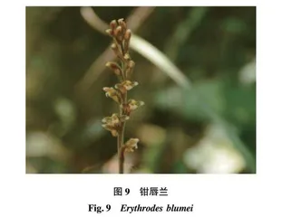《东莞植物志》新资料