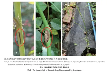 川南地区玫瑰黄腹三节叶蜂的为害特征及习性
