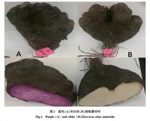不同肉色脚板薯营养成分和功能成分分析