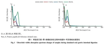 体外模拟消化对鲟鱼头硒螯合肽结构及抗氧化活性的影响