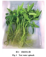 不同生态浮床对水体氮磷的净化效果及机理探讨