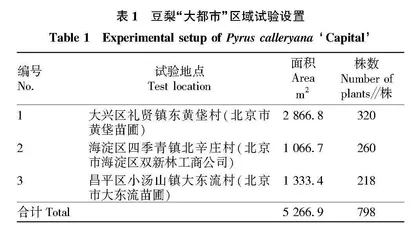北京地区豆梨“大都市”引种驯化研究