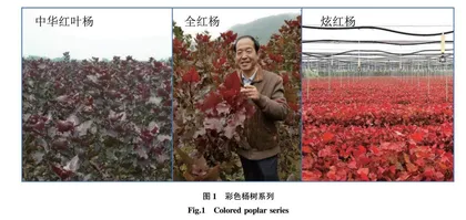 科研反哺教学在林木育种学教学中的探索与实践
