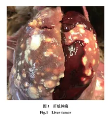 1例土鸡禽白血病病毒与马立克病病毒混合感染诊断与分析