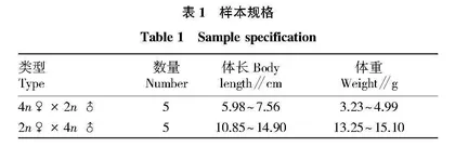 杂交3倍体泥鳅鳍细胞系染色体组构成研究