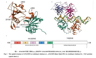 NAC转录因子：参与植物诸多生命过程的调控因子 