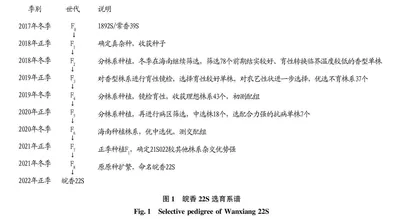 香型温敏核不育系皖香22S的选育研究 