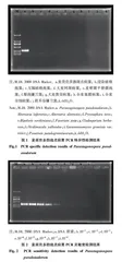 麦类壳多胞斑点病菌的快速检测方法研究