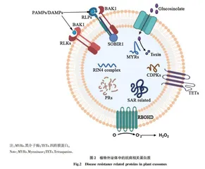 外泌体蛋白质组学在植物与微生物互作中的研究进展