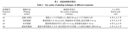 栽插方式对甘薯新品系生长及产量的影响