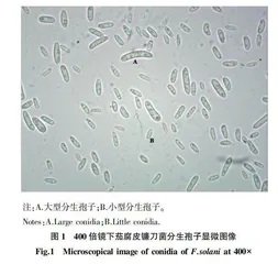 花生根腐病的发生与综合防治技术研究进展