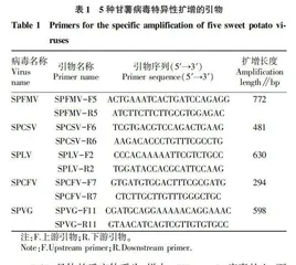 甘薯脱毒及种薯（苗）繁育技术研究