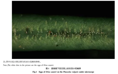 5种常用农药对东亚小花蝽生长的影响