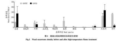 高温火焰对幼龄茶园不同叶龄期禾本科杂草防除效果