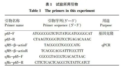 加州鲈p65基因克隆及表达分析