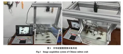 基于注意力机制和深度神经网络的中华绒螯蟹品级快速鉴定方法研究