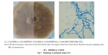 辣椒贮藏性病害病原菌的分离鉴定及拮抗菌对其抑制作用研究