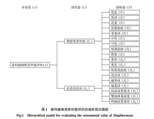 基于AHP的中国野生姜科植物观赏性评价