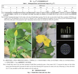 丝瓜子房培养类胚体发生途径诱导研究