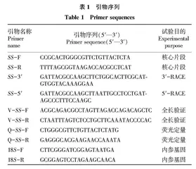 灰毡毛忍冬SS基因的克隆及表达分析