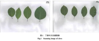 9个丁香品种叶面积测量相关性分析及回归方程的建立