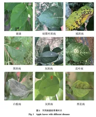 基于预训练CNN模型深度特征融合的苹果叶片病害检测