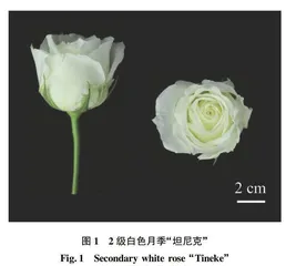 食用色素染色月季切花的瓶插衰老分析及安全性评价