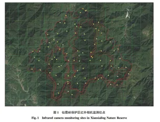 江山仙霞岭自然保护区黑麂资源研究