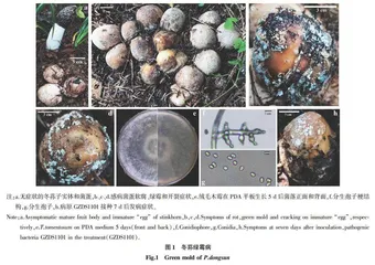 冬荪绿霉病病原鉴定及药剂筛选