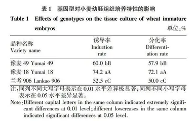 ABA在小麦幼胚培养中的应用研究