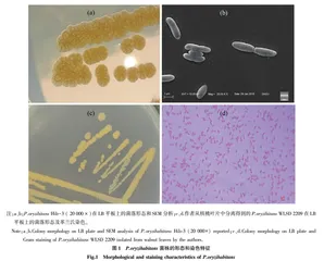 栖稻假单胞菌(Pseudomonas oryzihabitans)研究进展