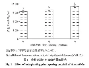 垄间套种玉米对东当归产量和抽薹的影响