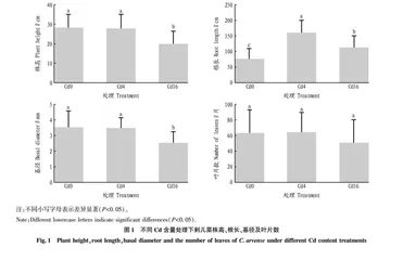 刺儿菜镉富集特征及其根际细菌群落对镉胁迫的响应