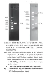 嗜水气单胞菌Hcp蛋白的原核表达•多克隆抗体制备及生物信息学分析