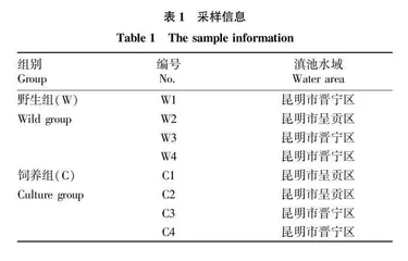 野生及人工饲养牟氏螺蛳肠道微生物多样性的比较研究