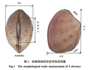 北部湾沿岸钝缀锦蛤不同地理群体形态学差异研究