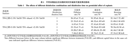 紫薇种子无菌萌发与快繁技术研究
