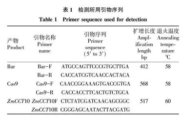 基因编辑快速改良玉米开花期研究