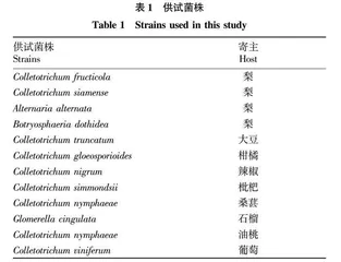 果生刺盘孢菌LFD-RPA可视化快速检测方法的建立