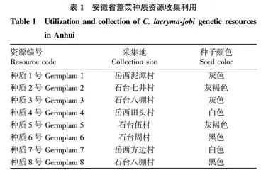 安徽省薏苡种质资源形态特征和产量性状评价