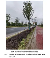 酢浆草属在第十届中国花卉博览会中的应用