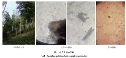 叶斑病在广德市主要经济树种上的发生与防治
