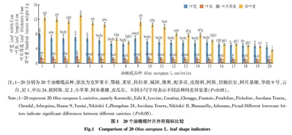 20个油橄榄品种间叶片特性分析
