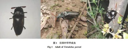 安徽省叩甲科一新纪录种