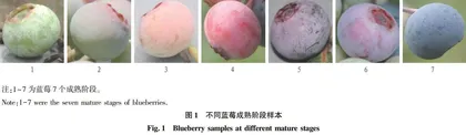 基于深度学习的蓝莓成熟度预测