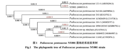 丹江口库区土著Pediococcus pentosaceus菌株的分离鉴定及发酵培养基的优化