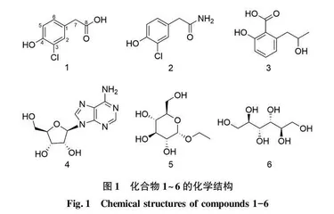 太子参叶斑病菌Phoma sp.FJZR01固体发酵代谢产物研究