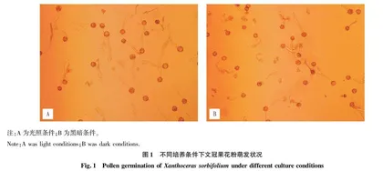 贮藏和液体培养条件对文冠果花粉萌发的影响